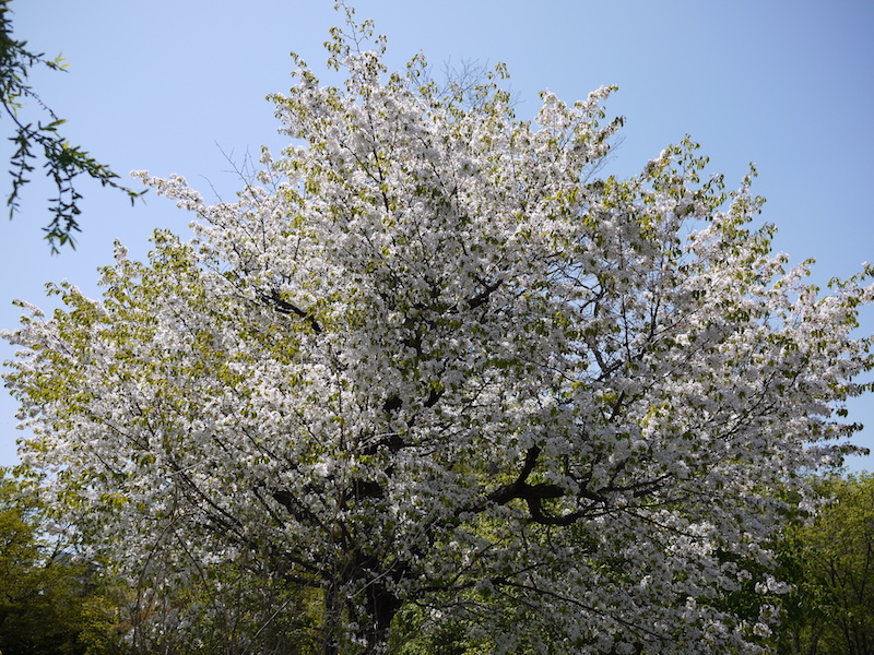 中島公園 池周辺の桜(1)