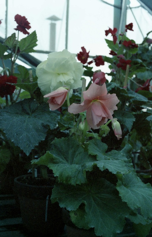 びわ湖バレイ ベゴニア園(2)