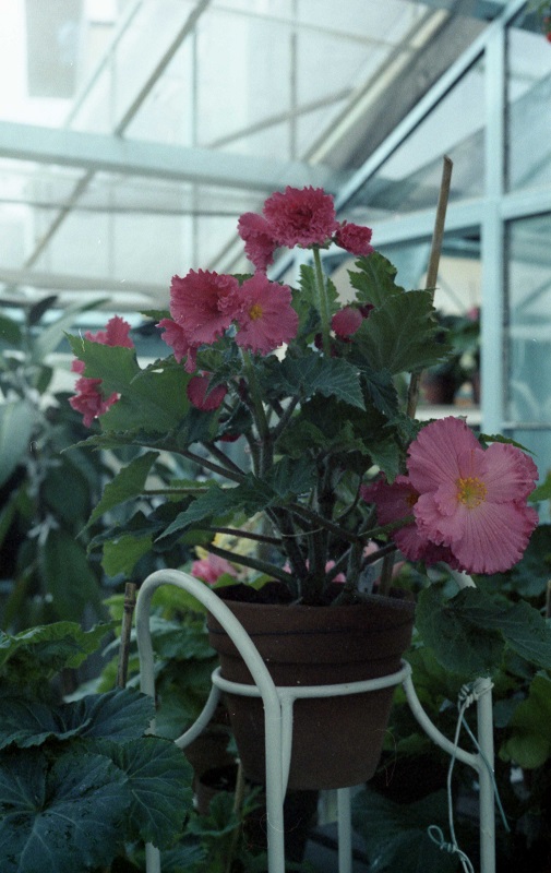 びわ湖バレイ ベゴニア園(3)