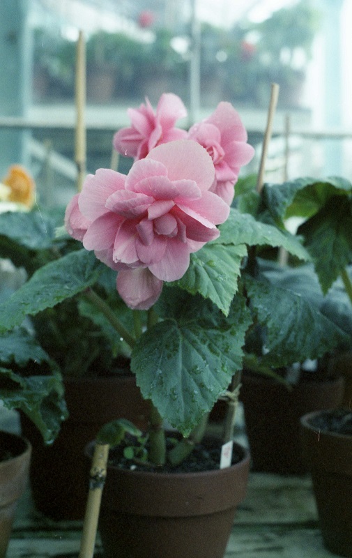 びわ湖バレイ ベゴニア園(4)