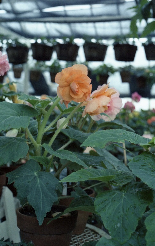 びわ湖バレイ ベゴニア園(5)