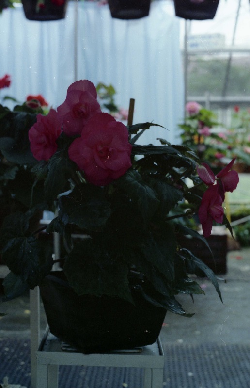 びわ湖バレイ ベゴニア園(6)