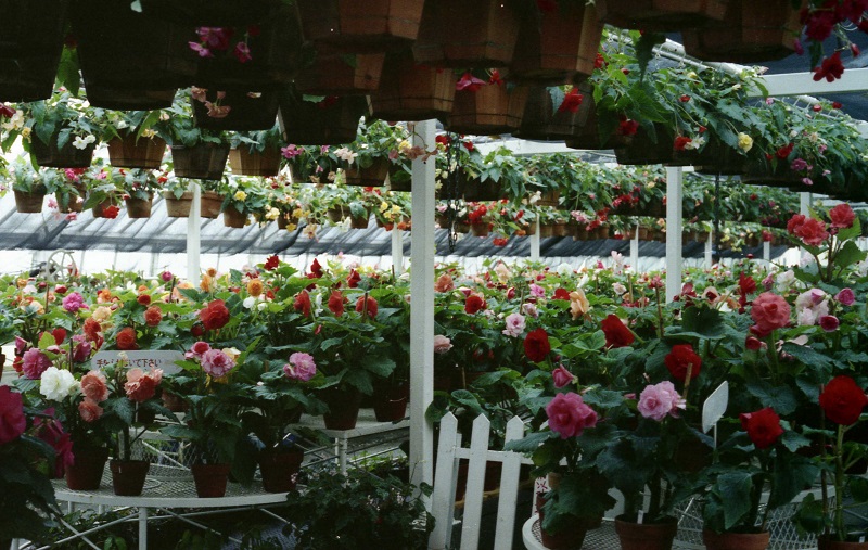 びわ湖バレイ ベゴニア園(1)