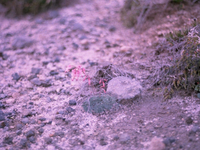 大雪山黒岳付近 コマクサ