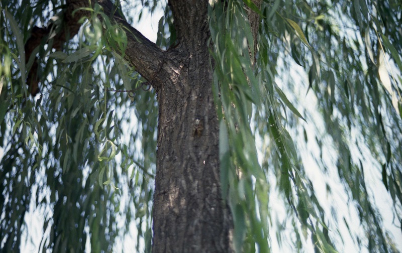 新潟市内 樹木とセミ(1)