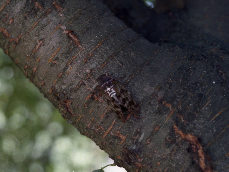 新潟市内 樹木とセミ(2)